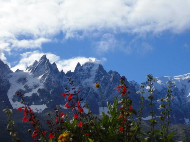 flores con las montanas de nieve al fondo